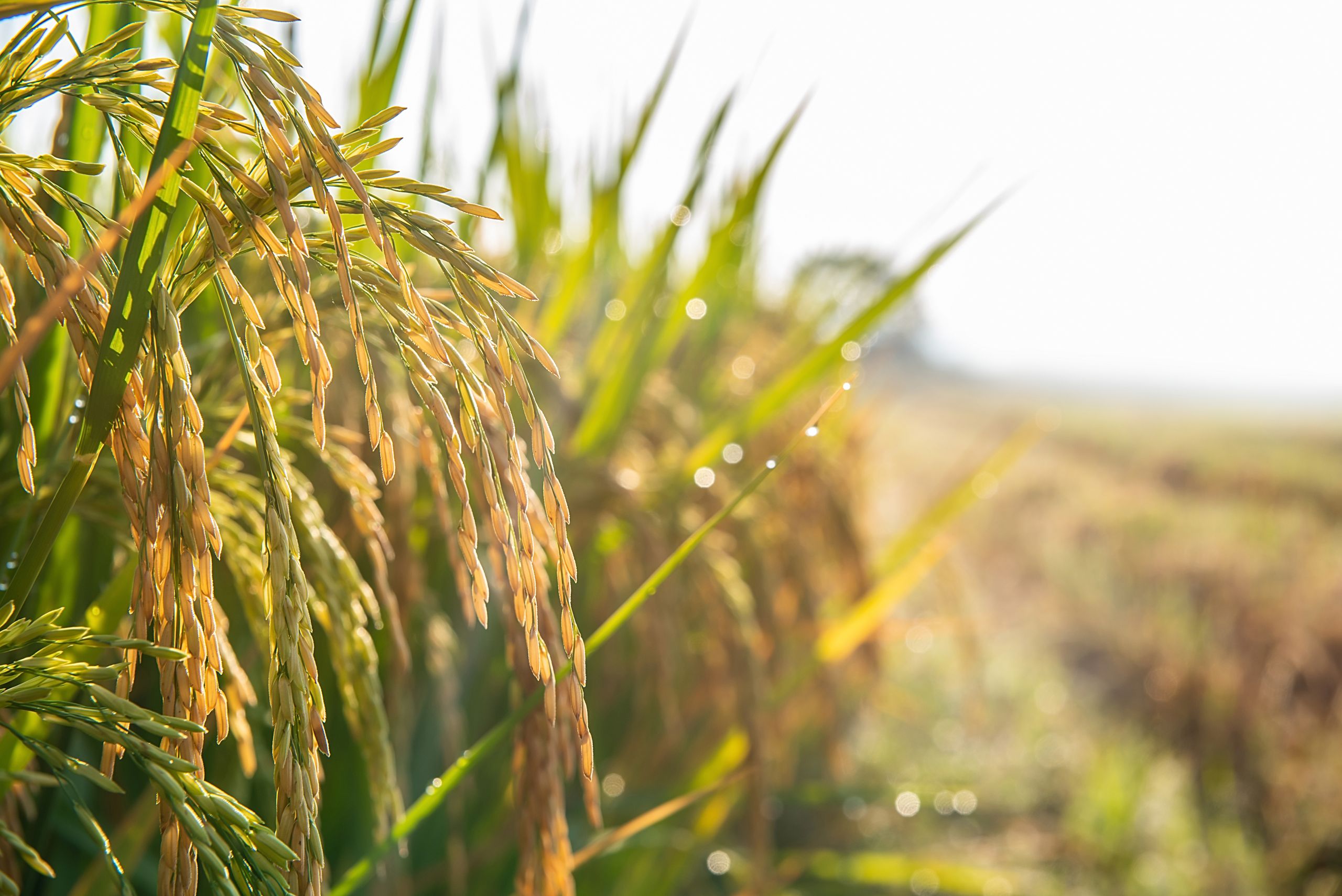 Golden yellow rice ear of rice growing in autumn paddy field